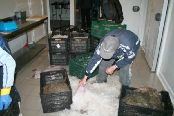 Vindeau sturioni pe DN 2A: trei bărbaţi din Hârşova, cercetaţi de poliţişti